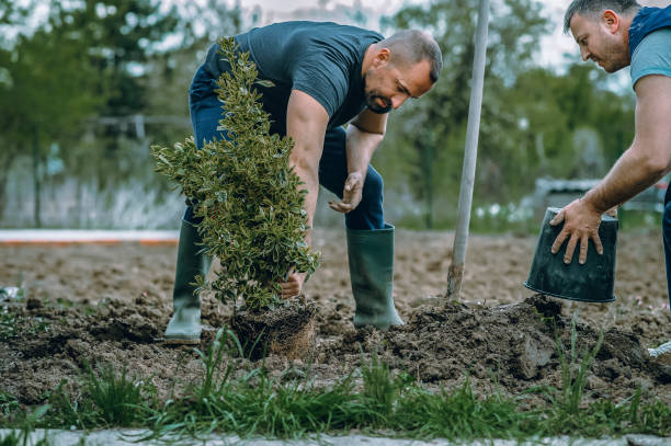 How Our Tree Care Process Works  in  Camp Point, IL